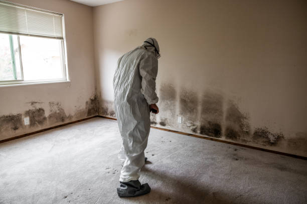 Best Biohazard Mold Removal  in Stoughton, WI